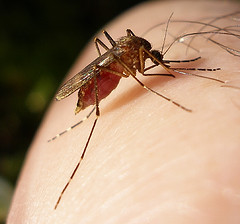 Mosquito Alarm youth