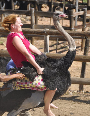 Ostrich Riding